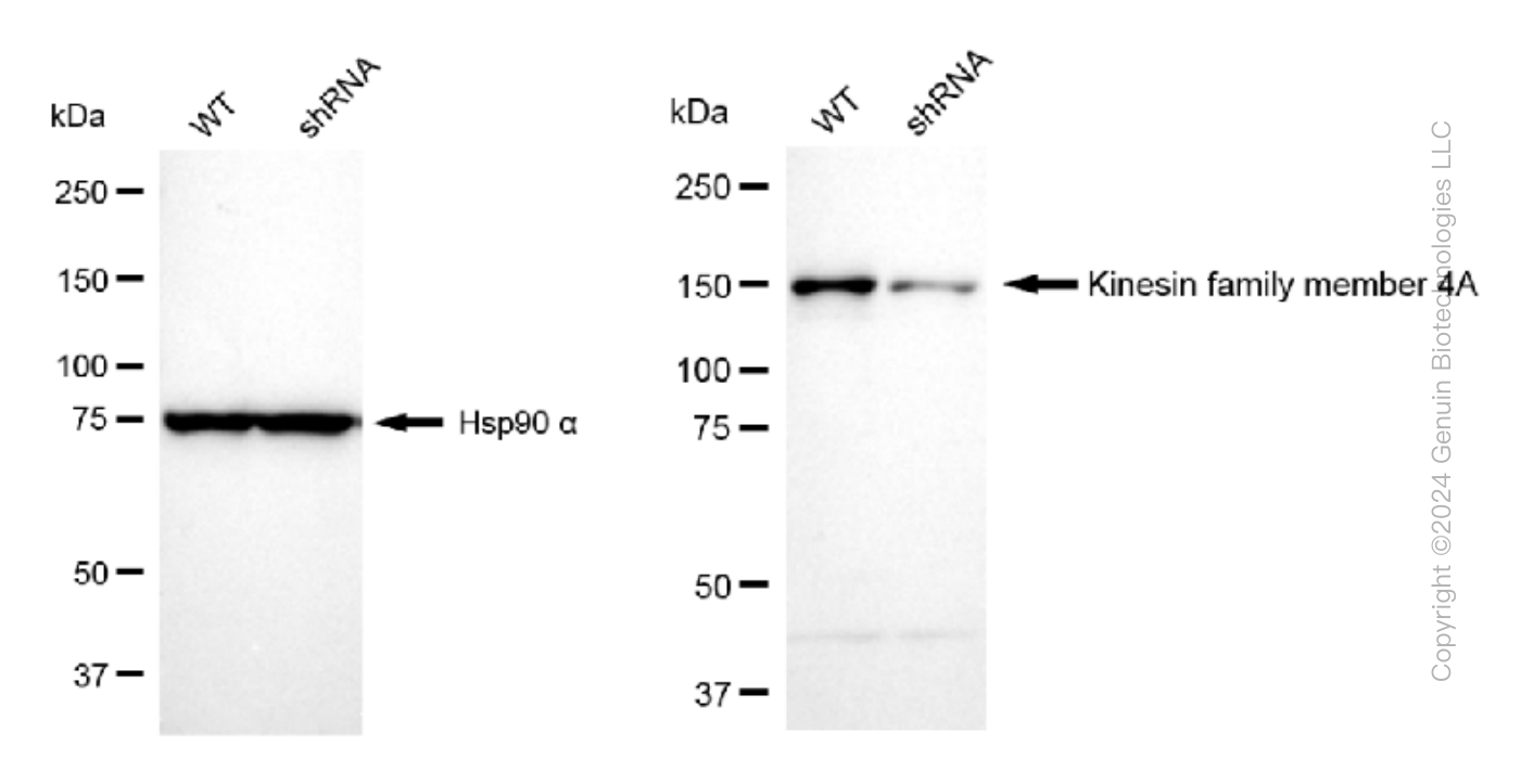 KD-Validated Anti-Kinesin family member 4A Rabbit Monoclonal Antibody ABG1043
