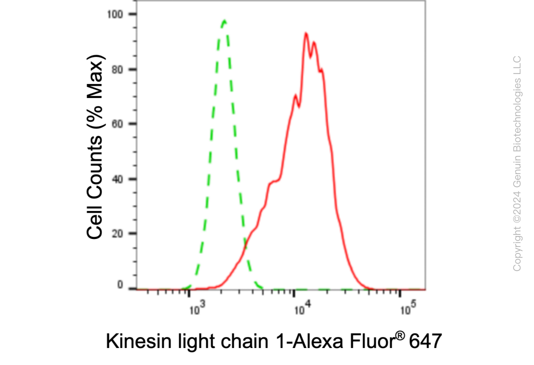 KD-Validated Anti-Kinesin light chain 1 Rabbit Monoclonal Antibody ABG1044