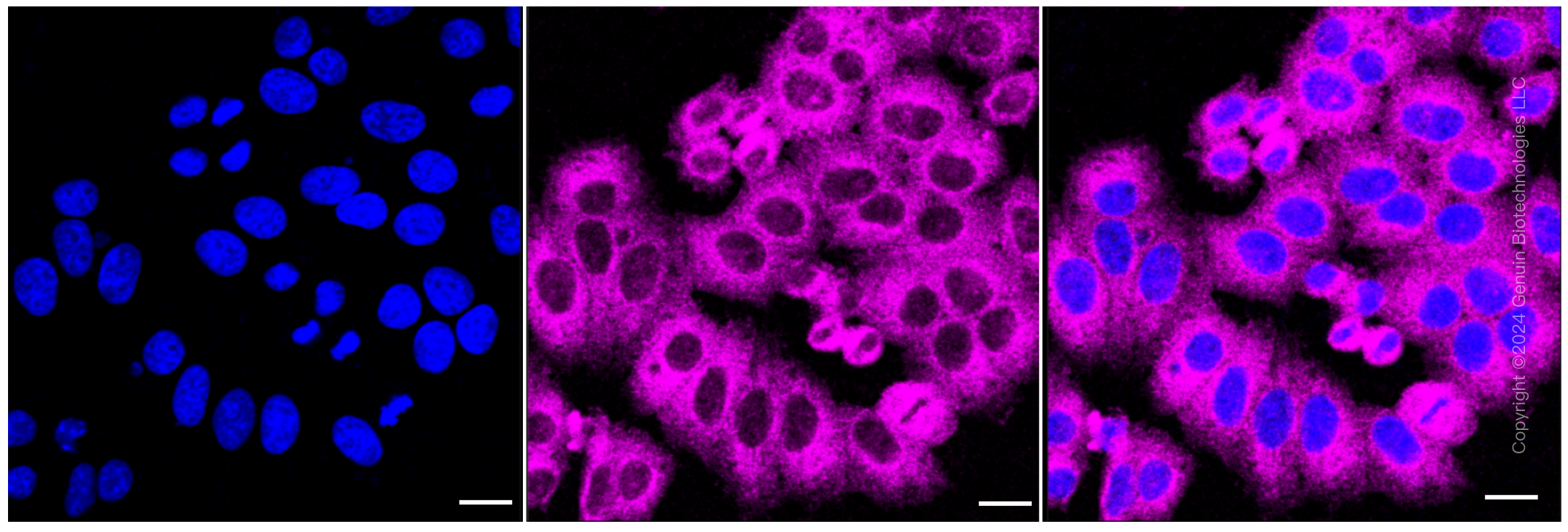 KD-Validated Anti-Kinesin light chain 1 Rabbit Monoclonal Antibody ABG1044