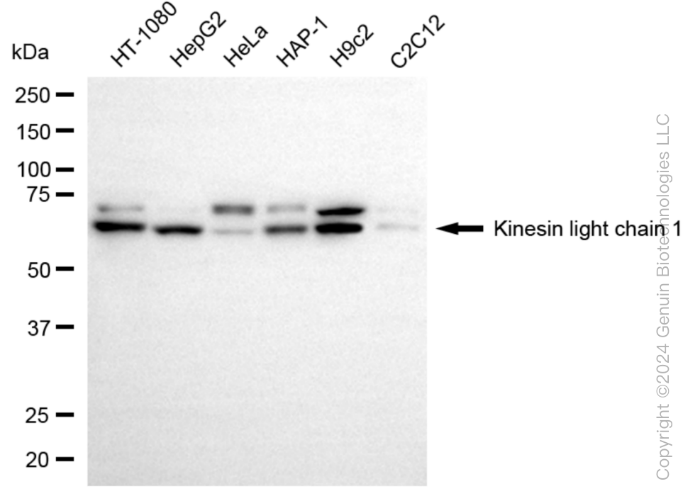 KD-Validated Anti-Kinesin light chain 1 Rabbit Monoclonal Antibody ABG1044