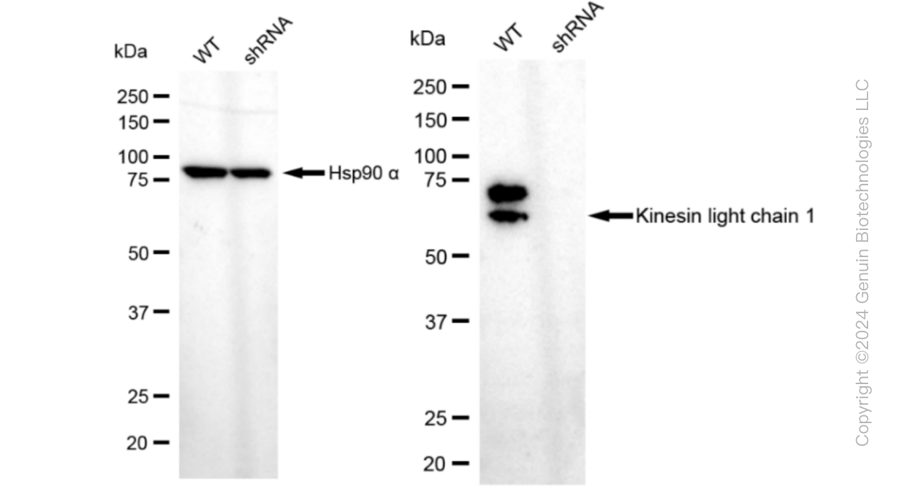 KD-Validated Anti-Kinesin light chain 1 Rabbit Monoclonal Antibody ABG1044