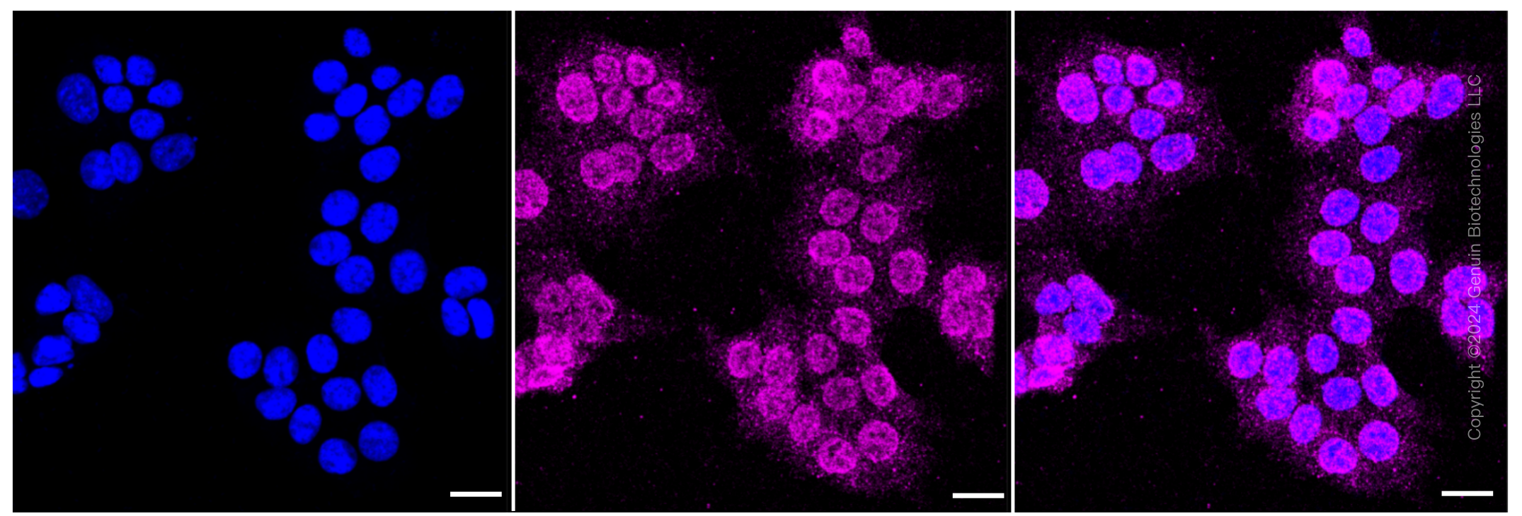 KD-Validated Anti-MERTK Rabbit Monoclonal Antibody ABG1046
