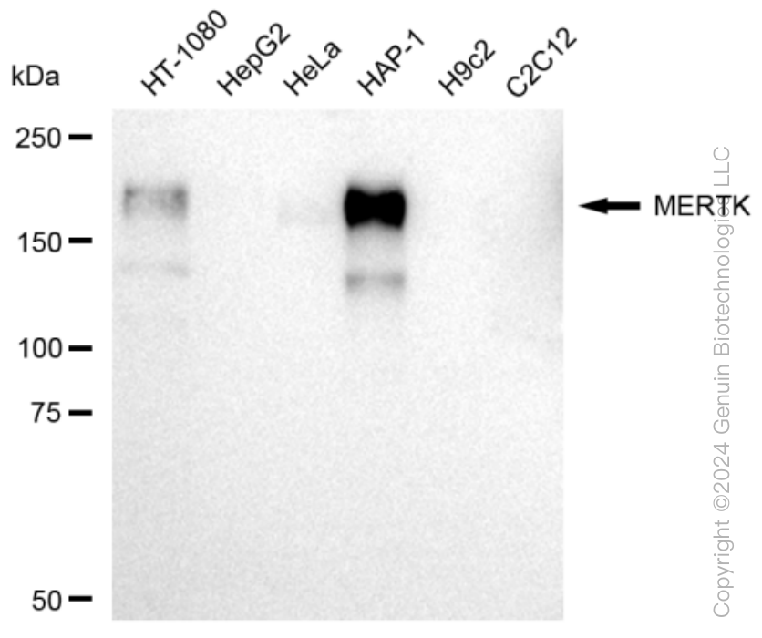 KD-Validated Anti-MERTK Rabbit Monoclonal Antibody ABG1046