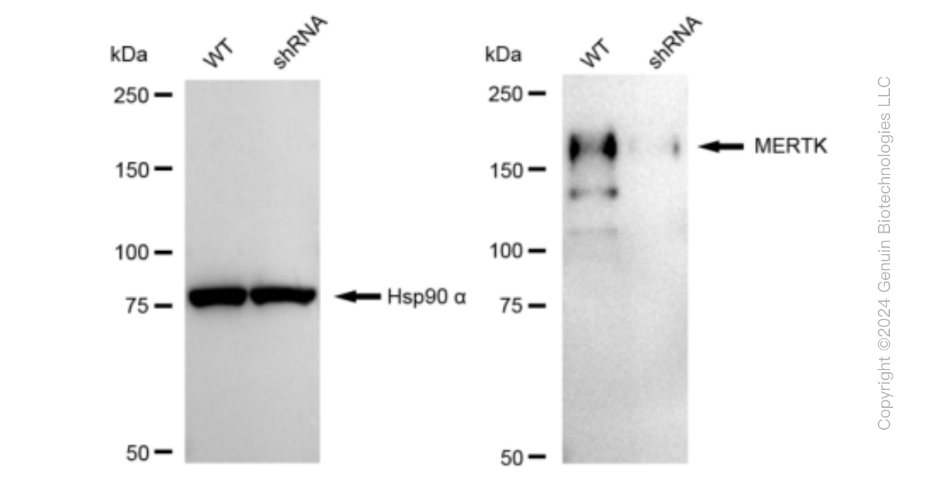 KD-Validated Anti-MERTK Rabbit Monoclonal Antibody ABG1046