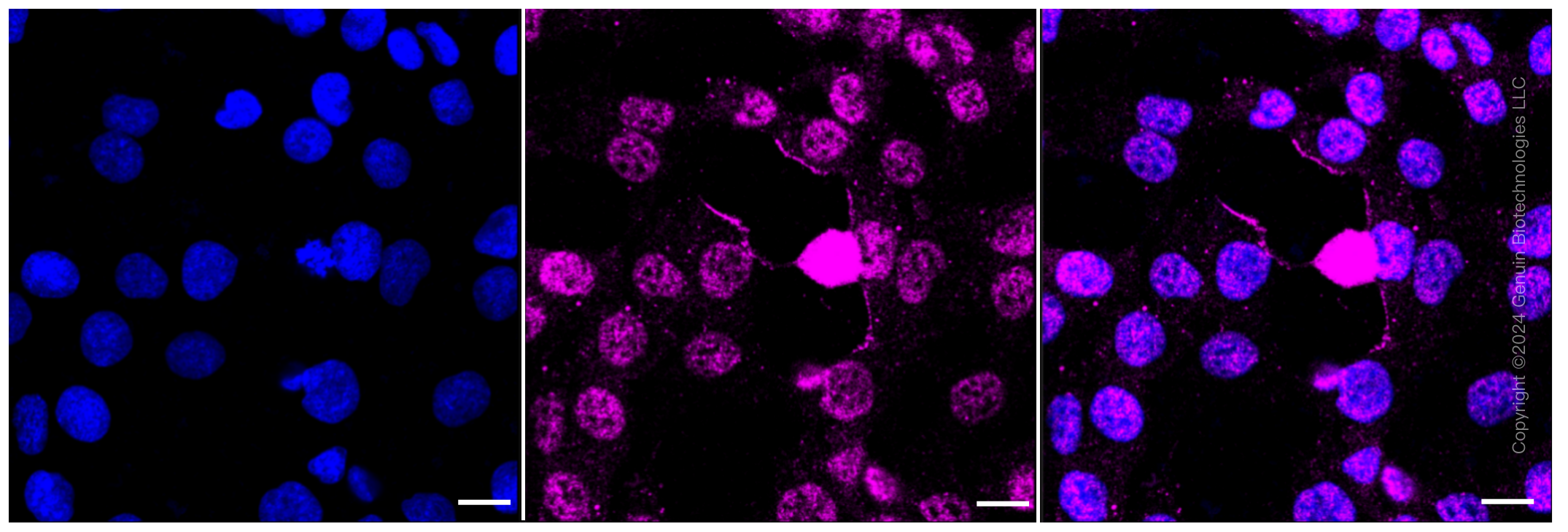 KD-Validated Anti-Phospho-DNA PKcs (S2056) Rabbit Monoclonal Antibody ABG1047