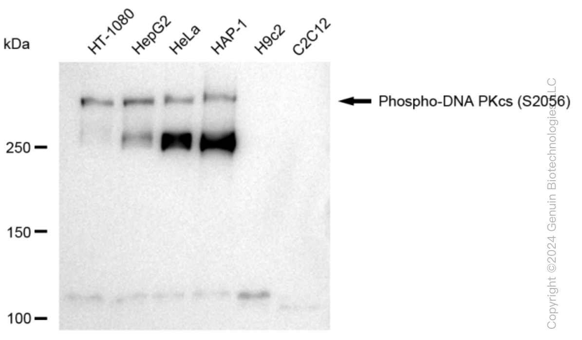 KD-Validated Anti-Phospho-DNA PKcs (S2056) Rabbit Monoclonal Antibody ABG1047