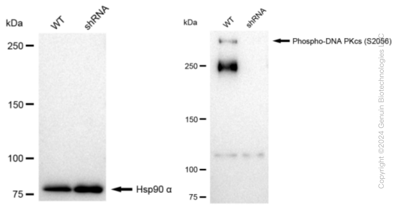 KD-Validated Anti-Phospho-DNA PKcs (S2056) Rabbit Monoclonal Antibody ABG1047