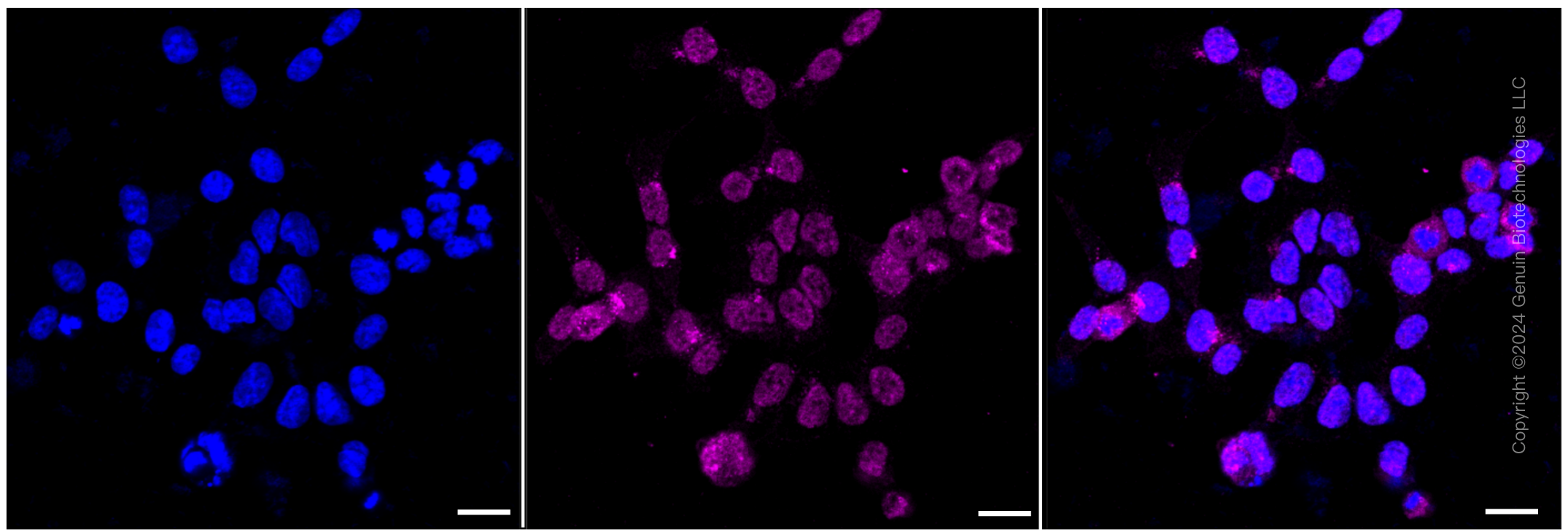 KD-Validated Anti-MHC class 1 Rabbit Monoclonal Antibody ABG1048