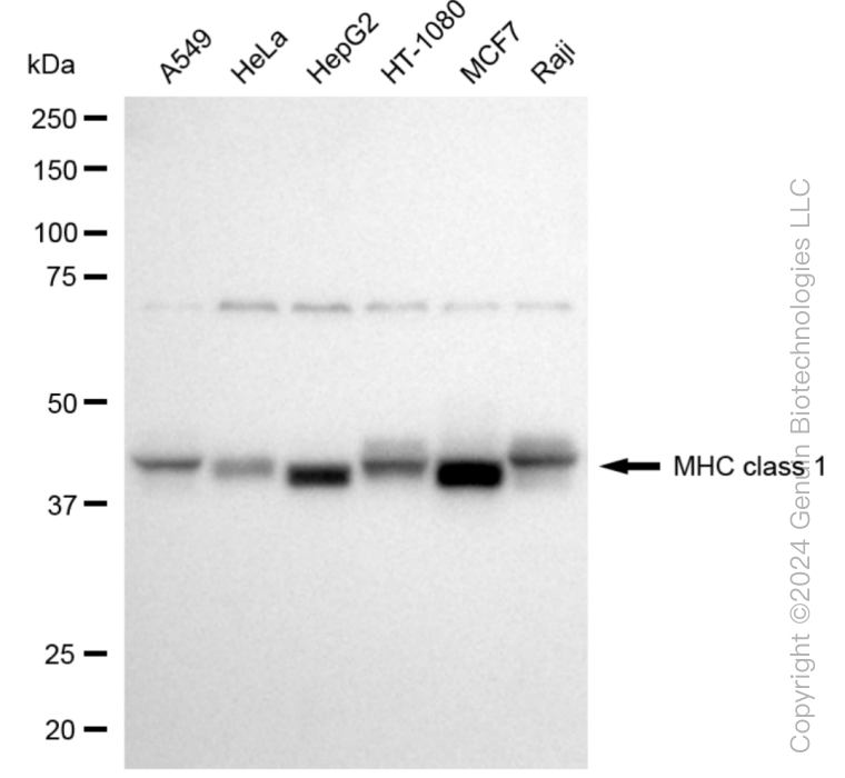 KD-Validated Anti-MHC class 1 Rabbit Monoclonal Antibody ABG1048