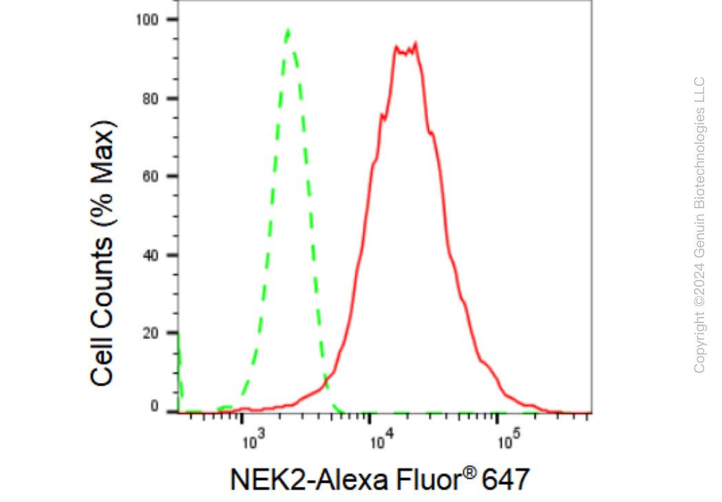 KD-Validated Anti-NEK2 Rabbit Monoclonal Antibody ABG1050