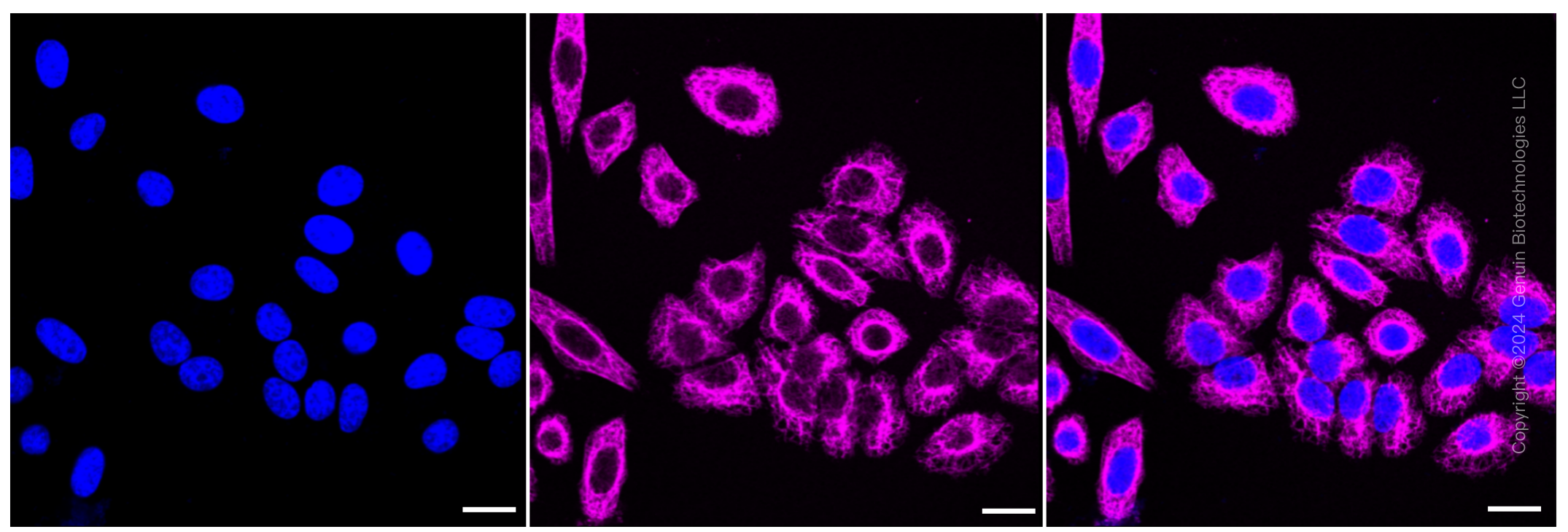 KD-Validated Anti-NEK2 Rabbit Monoclonal Antibody ABG1050