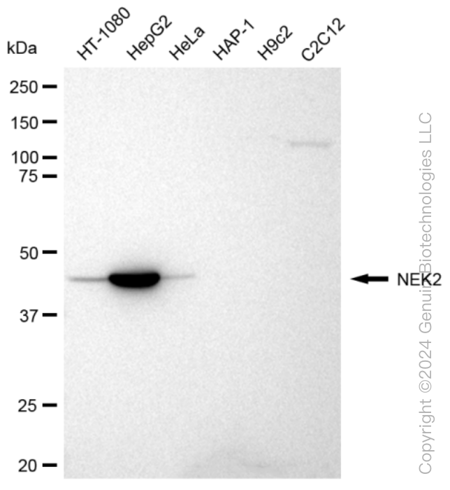 KD-Validated Anti-NEK2 Rabbit Monoclonal Antibody ABG1050