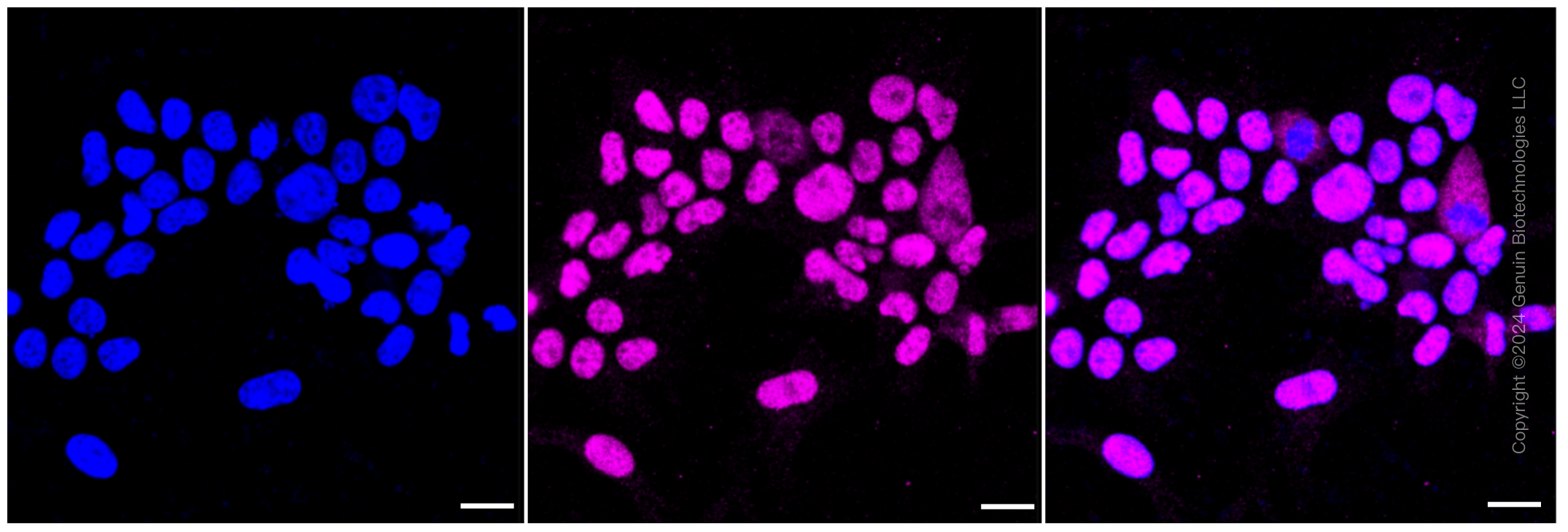 KD-Validated Anti-Histone acetyltransferase 1 Rabbit Monoclonal Antibody ABG1051