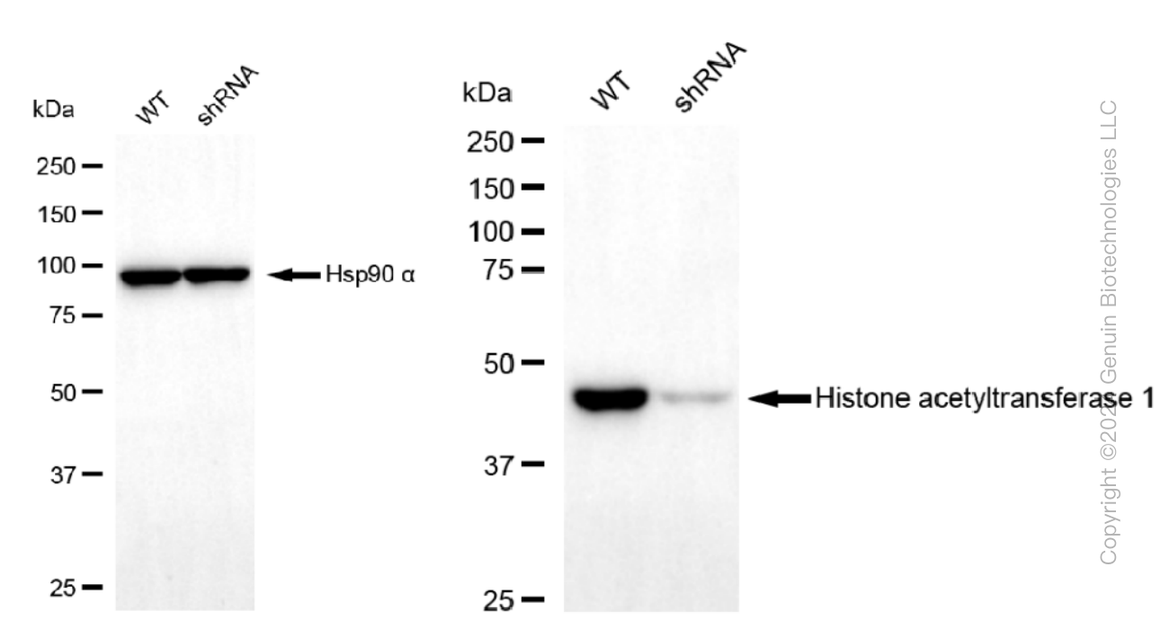 KD-Validated Anti-Histone acetyltransferase 1 Rabbit Monoclonal Antibody ABG1051