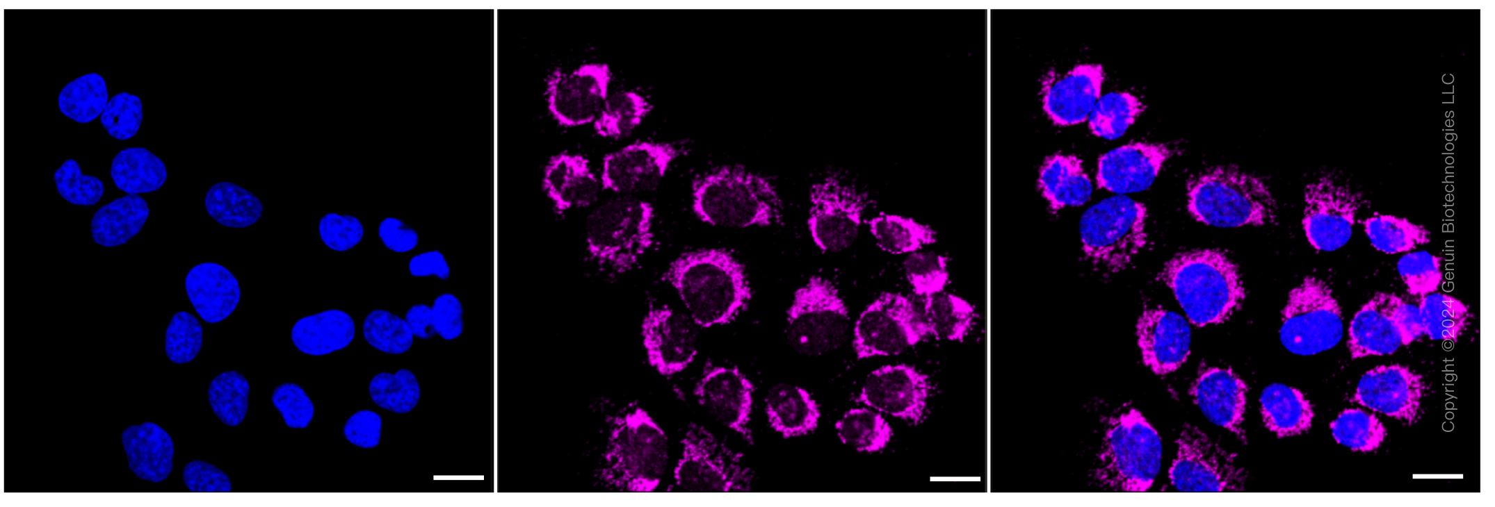 KD-Validated Anti-Prohibitin Rabbit Monoclonal Antibody ABG1052