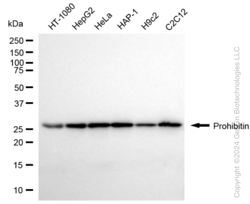 KD-Validated Anti-Prohibitin Rabbit Monoclonal Antibody ABG1052