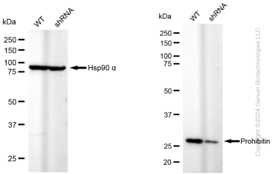 KD-Validated Anti-Prohibitin Rabbit Monoclonal Antibody ABG1052