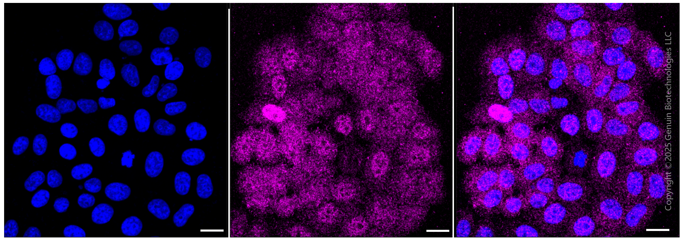 KD-Validated Anti-Histone deacetylase 10 Rabbit Monoclonal Antibody ABG1053