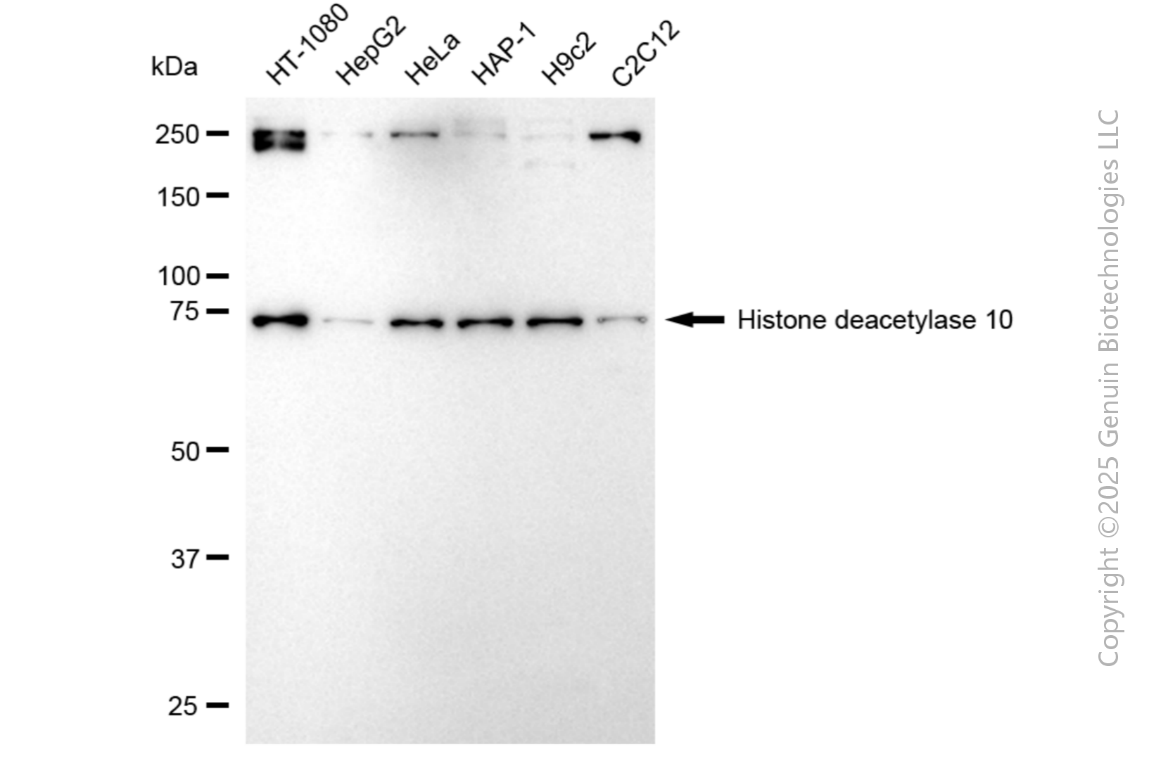 KD-Validated Anti-Histone deacetylase 10 Rabbit Monoclonal Antibody ABG1053