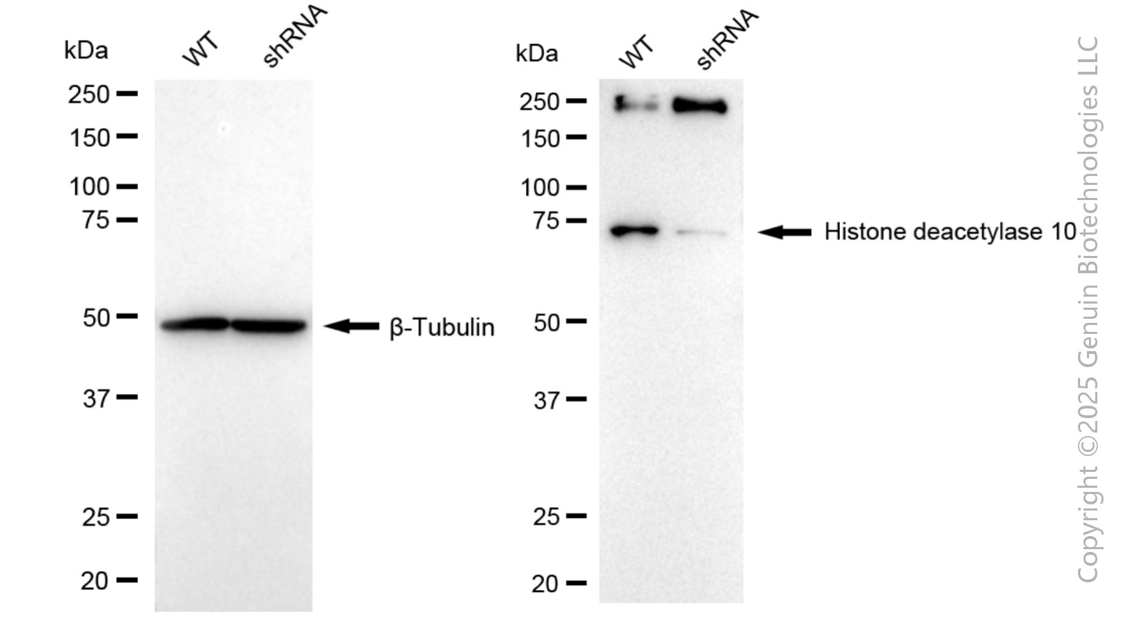 KD-Validated Anti-Histone deacetylase 10 Rabbit Monoclonal Antibody ABG1053