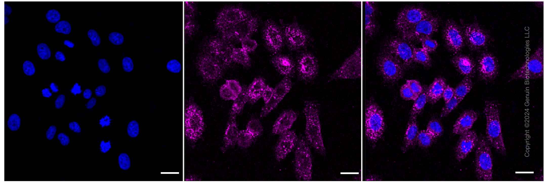 KD-Validated Anti-JUP Rabbit Monoclonal Antibody ABG1054