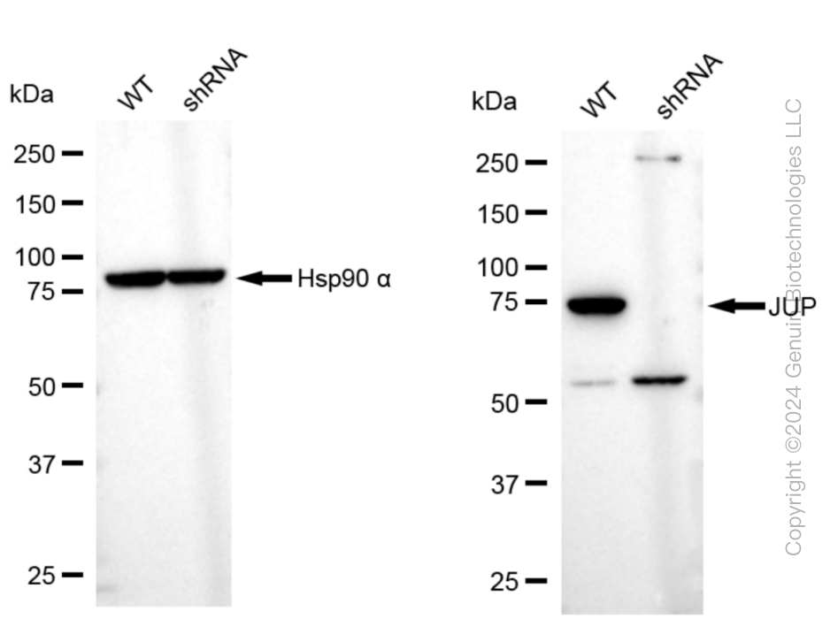 KD-Validated Anti-JUP Rabbit Monoclonal Antibody ABG1054