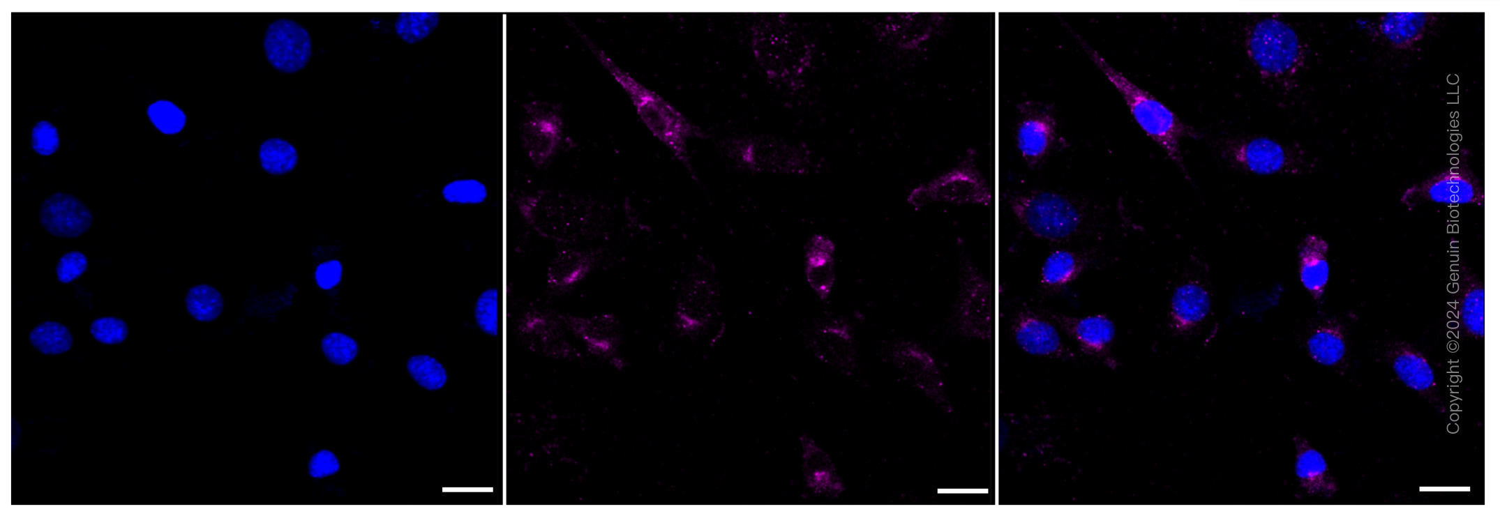 KD-Validated Anti-Tax1 binding protein 1 Rabbit Monoclonal Antibody ABG1055
