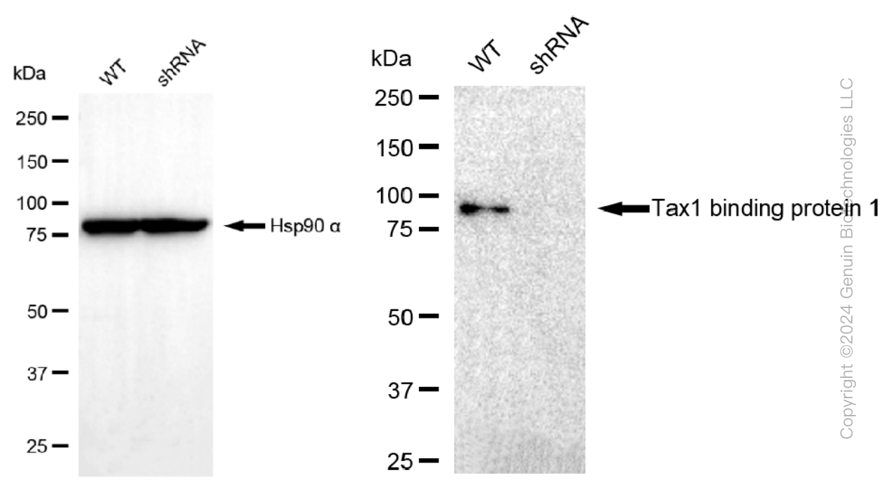 KD-Validated Anti-Tax1 binding protein 1 Rabbit Monoclonal Antibody ABG1055