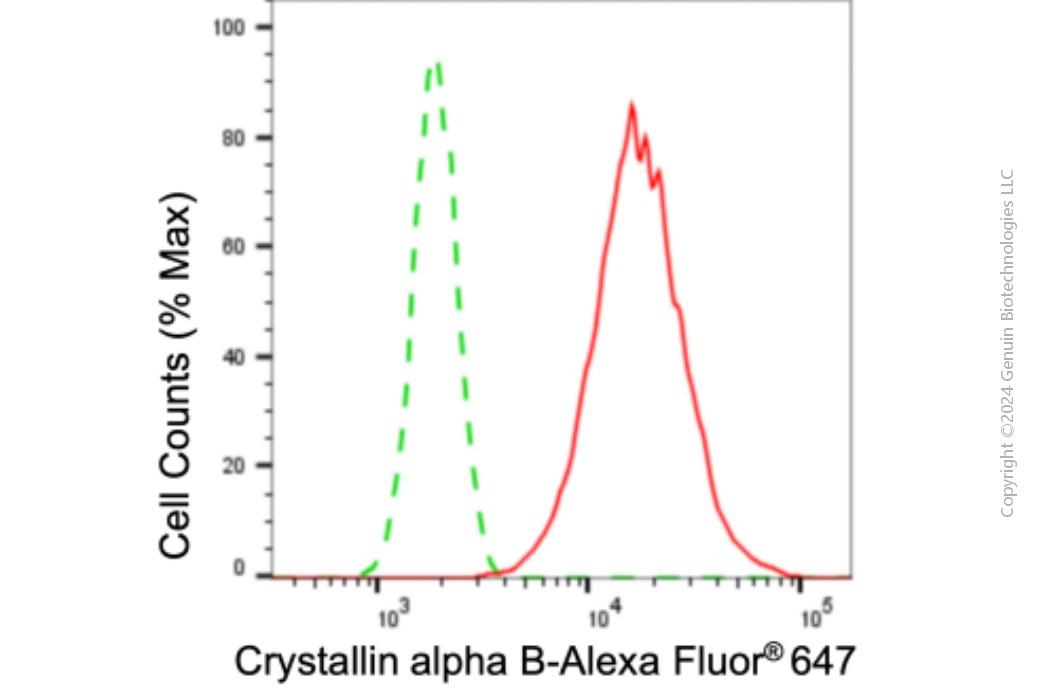 KD-Validated Anti-Crystallin alpha B Rabbit Monoclonal Antibody ABG1056