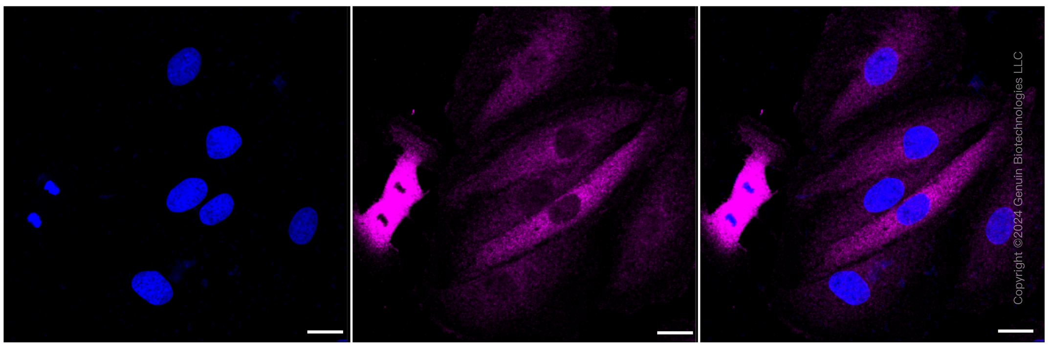 KD-Validated Anti-Crystallin alpha B Rabbit Monoclonal Antibody ABG1056