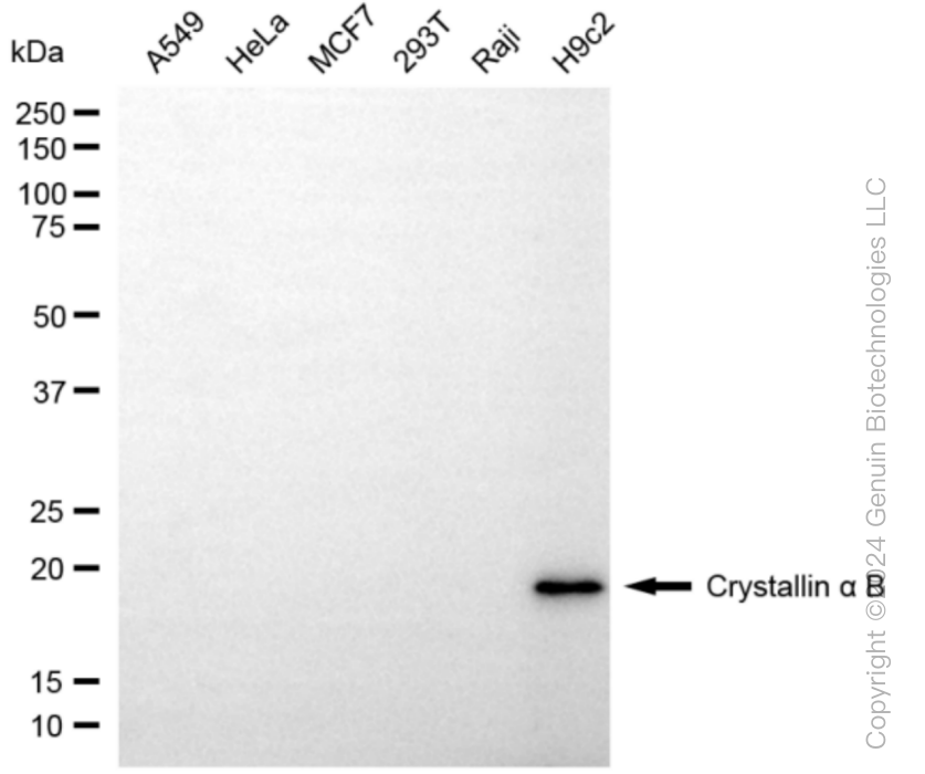 KD-Validated Anti-Crystallin alpha B Rabbit Monoclonal Antibody ABG1056