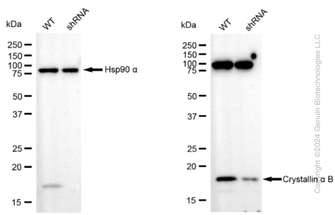 KD-Validated Anti-Crystallin alpha B Rabbit Monoclonal Antibody ABG1056