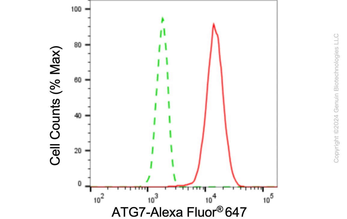 KD-Validated Anti-ATG7 Rabbit Monoclonal Antibody ABG1057