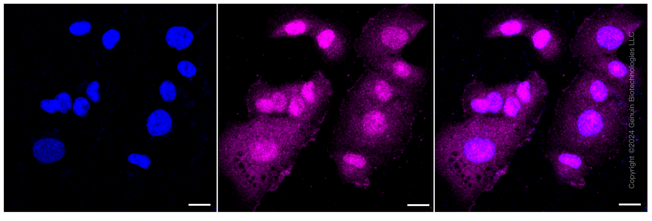 KD-Validated Anti-ATG7 Rabbit Monoclonal Antibody ABG1057