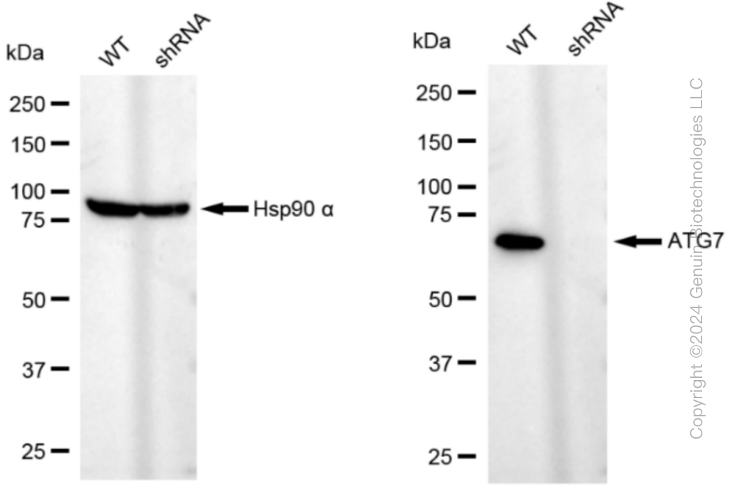 KD-Validated Anti-ATG7 Rabbit Monoclonal Antibody ABG1057