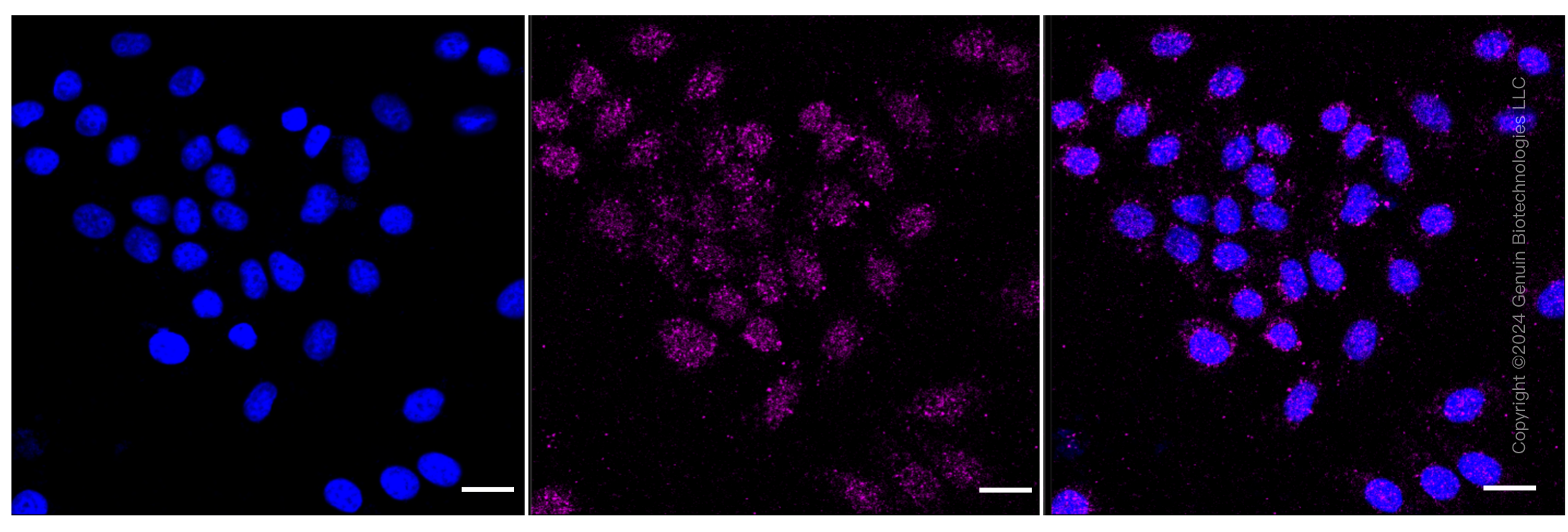 KD-Validated Anti-IFIH1 Rabbit Monoclonal Antibody ABG1058