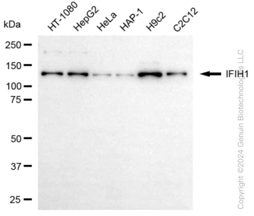 KD-Validated Anti-IFIH1 Rabbit Monoclonal Antibody ABG1058