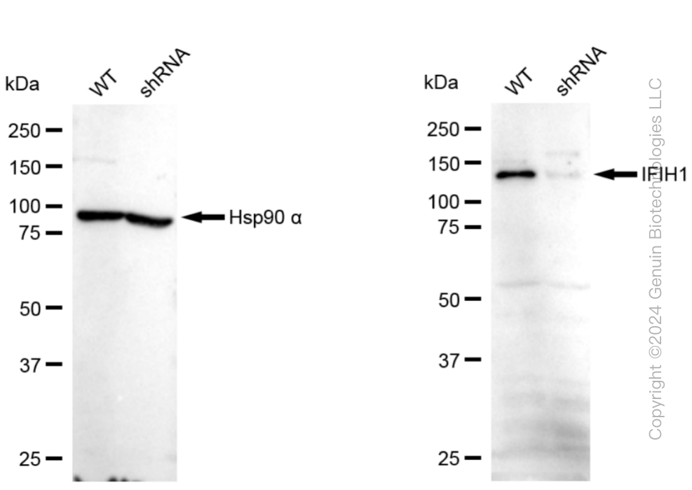 KD-Validated Anti-IFIH1 Rabbit Monoclonal Antibody ABG1058