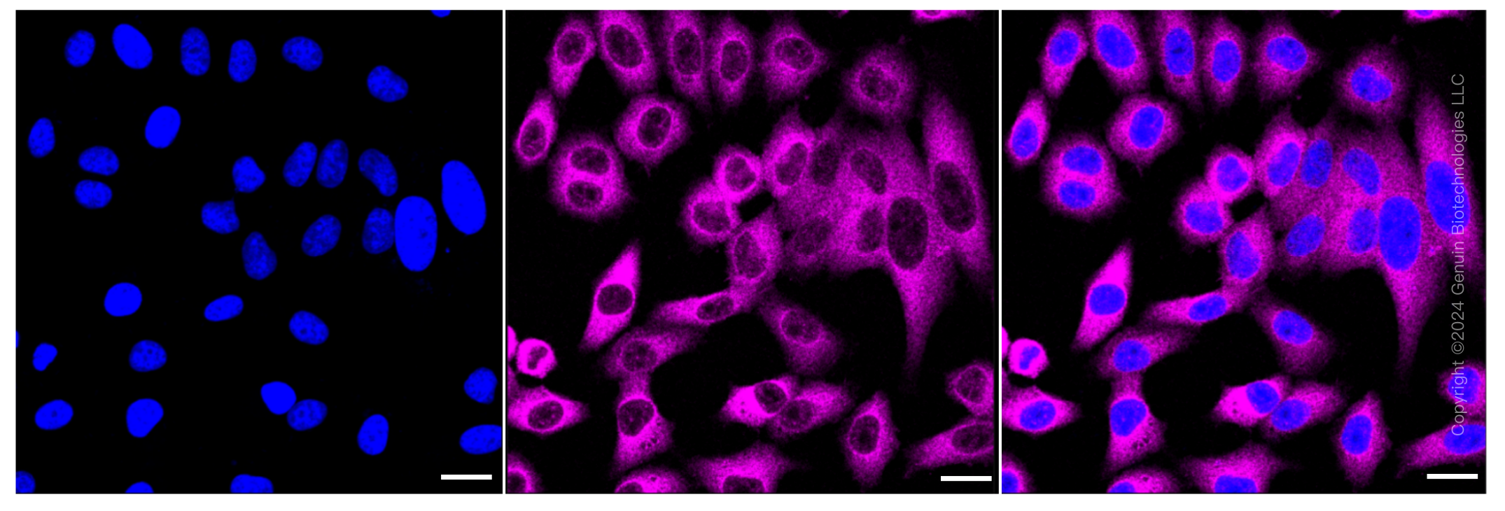 KD-Validated Anti-USP9X Rabbit Monoclonal Antibody ABG1059