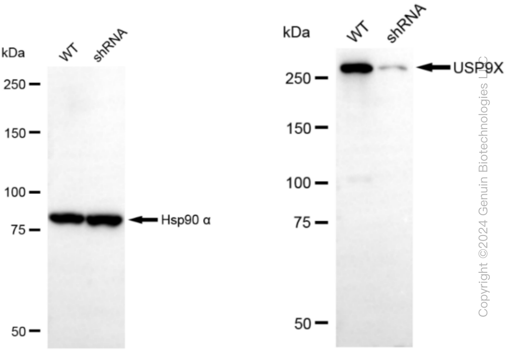 KD-Validated Anti-USP9X Rabbit Monoclonal Antibody ABG1059