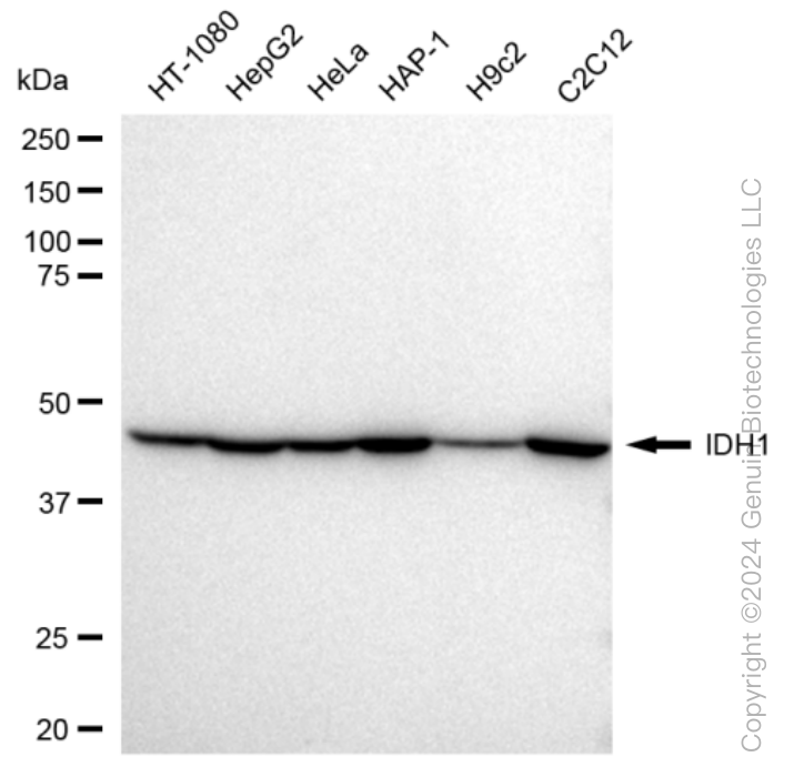 KD-Validated Anti-IDH1 Rabbit Monoclonal Antibody ABG1060
