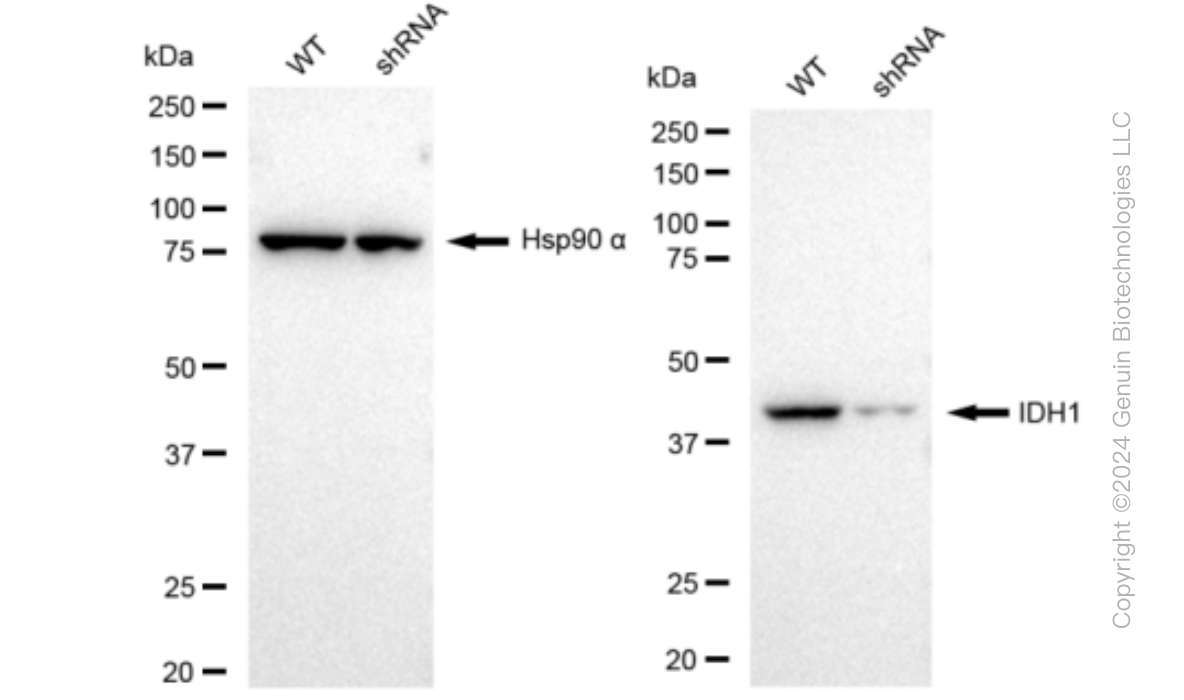 KD-Validated Anti-IDH1 Rabbit Monoclonal Antibody ABG1060
