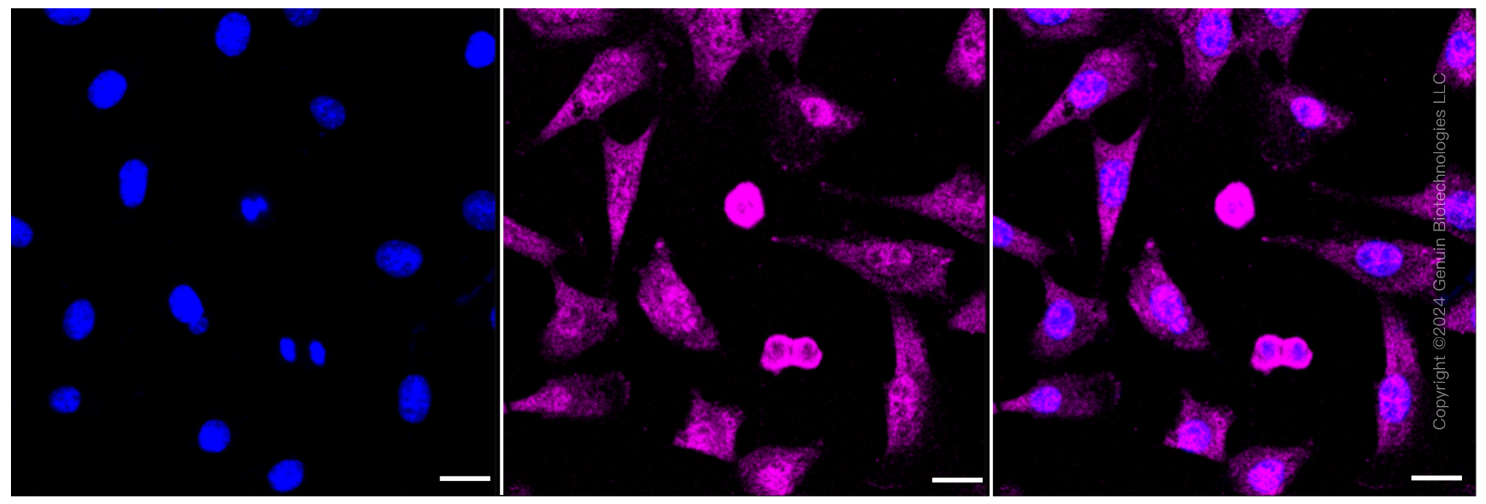 KD-Validated Anti-PCBP2 Rabbit Monoclonal Antibody ABG1061