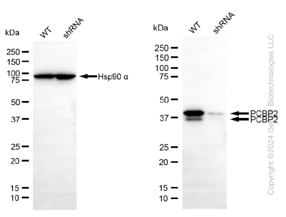 KD-Validated Anti-PCBP2 Rabbit Monoclonal Antibody ABG1061