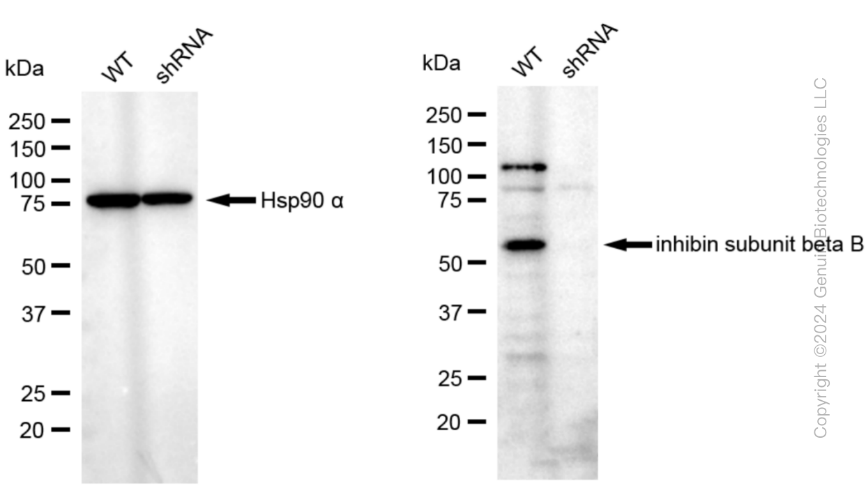 KD-Validated Anti-Inhibin subunit beta B Rabbit Monoclonal Antibody ABG1062