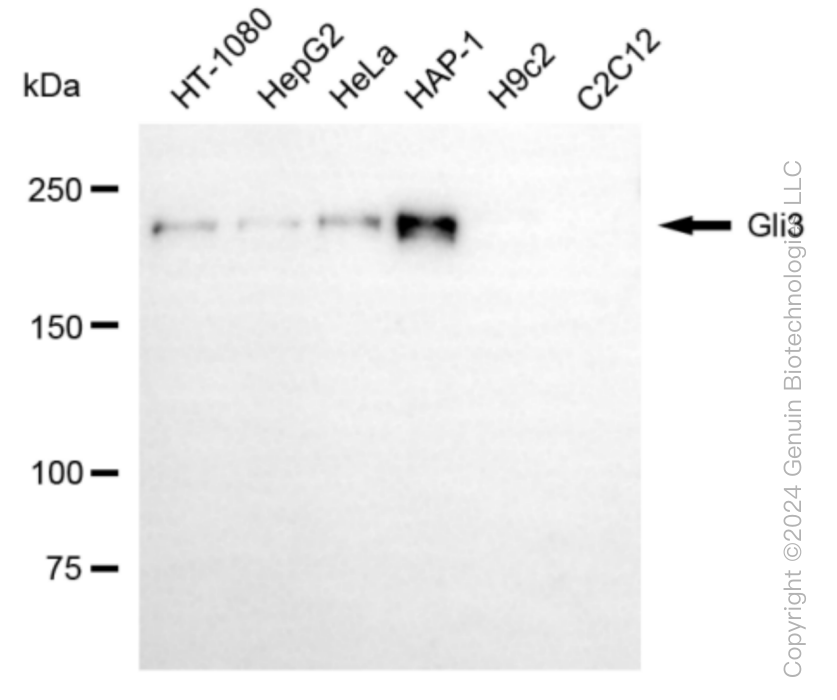 KD-Validated Anti-Gli3 Rabbit Monoclonal Antibody ABG1063