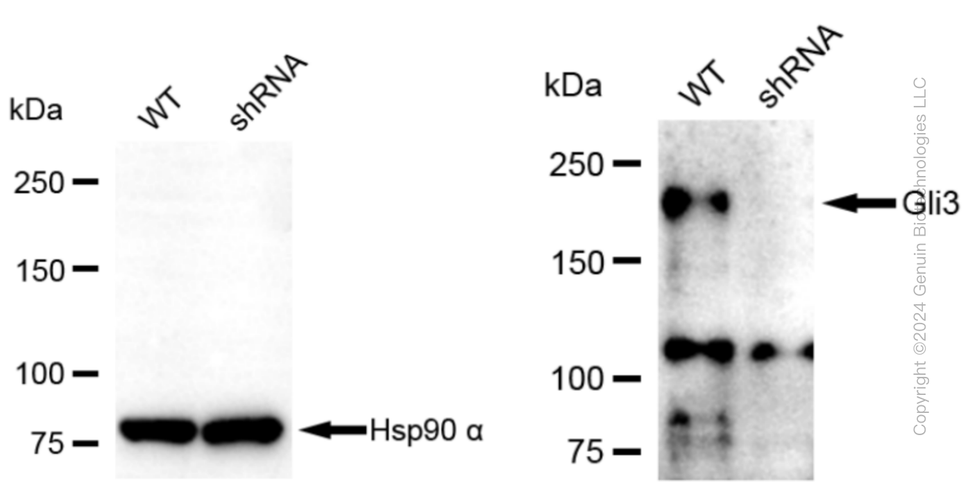 KD-Validated Anti-Gli3 Rabbit Monoclonal Antibody ABG1063