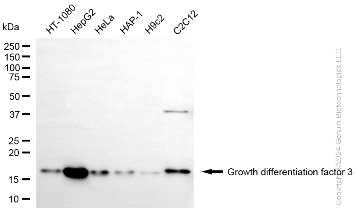 KD-Validated Anti-Growth differentiation factor 3 Rabbit Monoclonal Antibody ABG1064