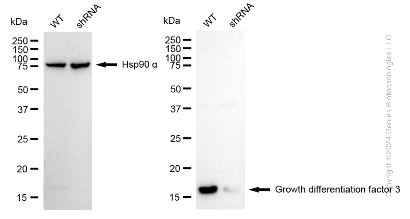 KD-Validated Anti-Growth differentiation factor 3 Rabbit Monoclonal Antibody ABG1064