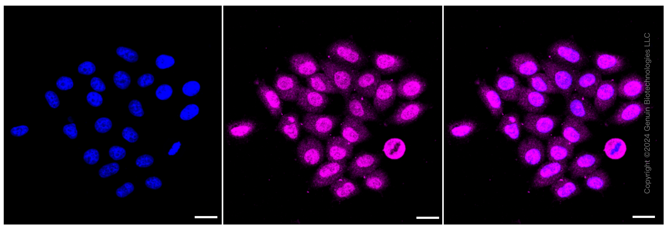 KD-Validated Anti-Peroxiredoxin 1 Rabbit Monoclonal Antibody ABG1065